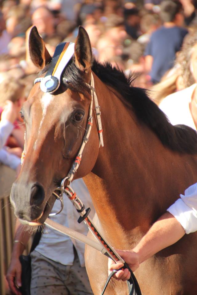 "Impossibilit&agrave; di correre" per il cavallo della Lupa Quore de Sedini