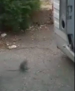 Colonia di topi tra i cassonetti davanti al supermercato - IL VIDEO