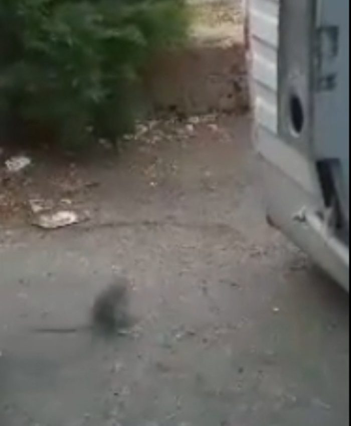 Colonia di topi tra i cassonetti davanti al supermercato - IL VIDEO