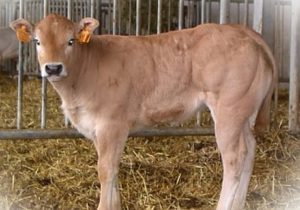 Allevatore travolto da un vitello: trasportato alle Scotte