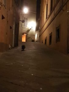 Istrice passeggia in via San Vigilio