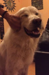 Pastore maremmano si perde e percorre 80 chilometri per tornare dalla sua padrona