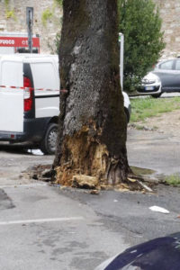 Alberi tagliati in Viale Diaz, non &egrave; certo se saranno ripiantati