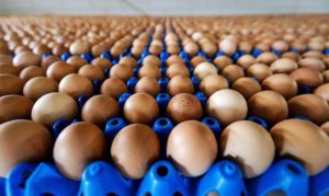 Uova contaminate distribuite anche a Siena: ordinato il ritiro