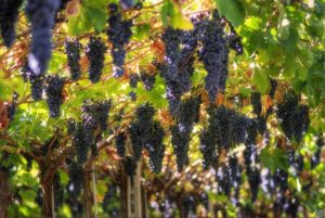 Il caldo anticipa la vendemmia 2026, Coldiretti: &ldquo;Servono maggiori risorse idriche&rdquo;