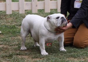Raduno Bulldog all'Orto de' Pecci