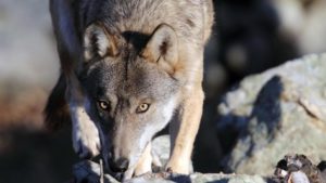 Lupi uccisi, tutti contro gli allevatori