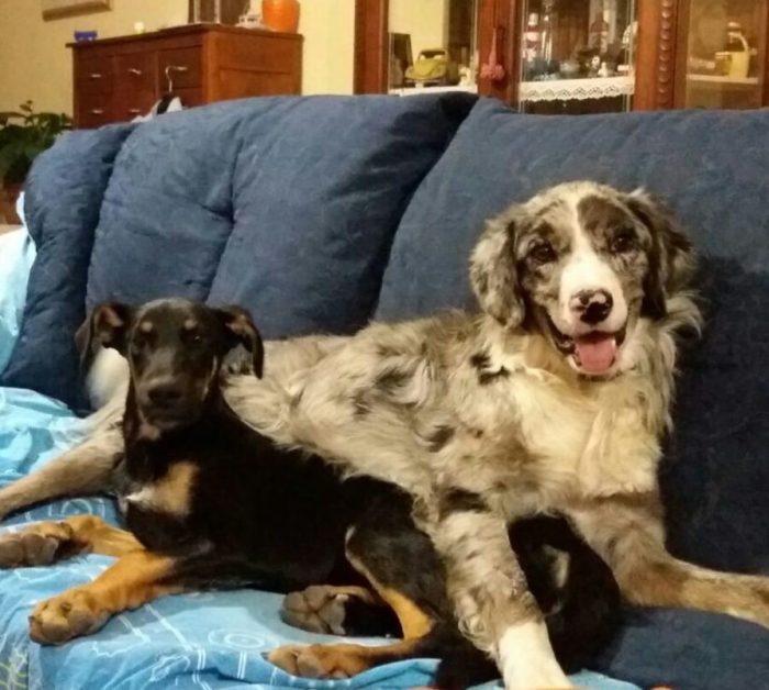 Castelnuovo Berardenga: pensione per cani a prezzi accessibili al canile di Murlo