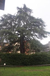 Il cedro secolare danneggiato dal fulmine &egrave; fuori pericolo