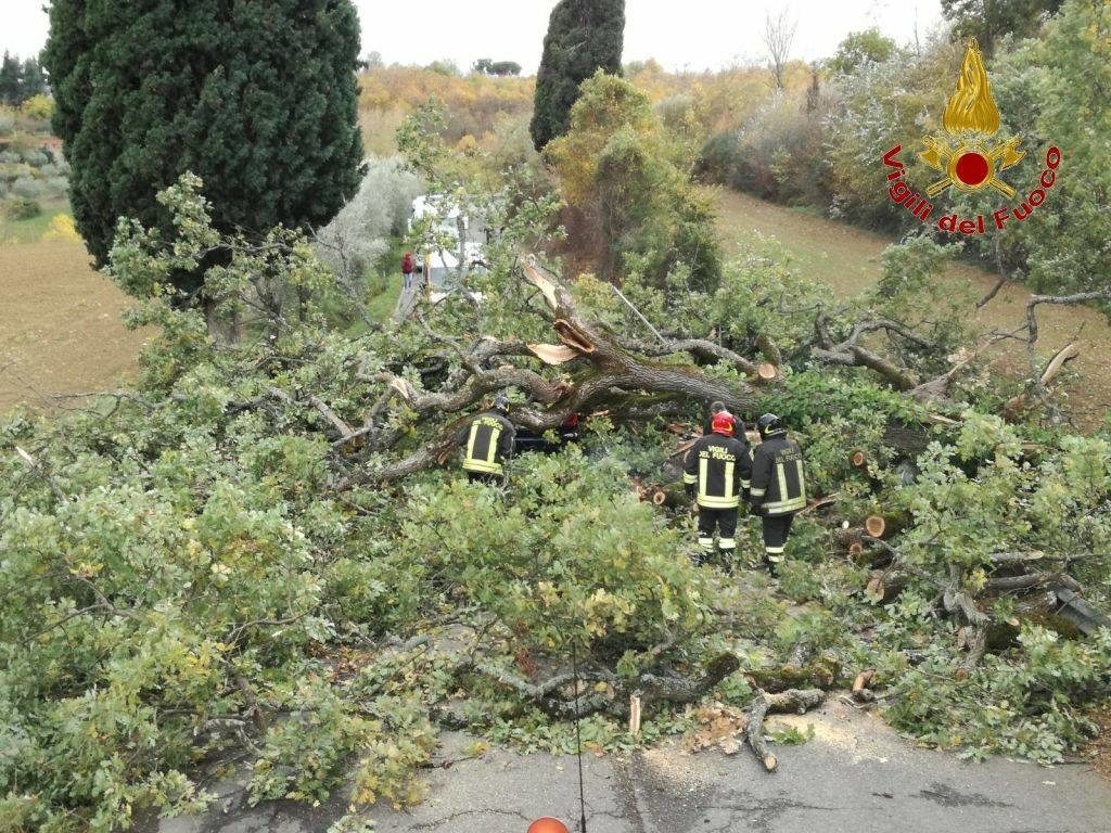 Chianciano, grosso albero cade in strada e colpisce un auto