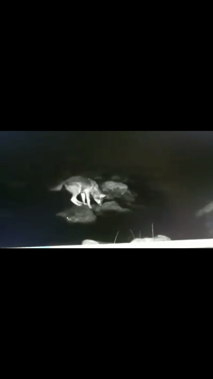 Branco di lupi guada nella notte il fiume Merse
