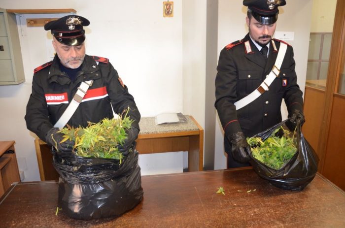 Aveva una fabbrica di droga in casa, arrestato italiano di 24 anni