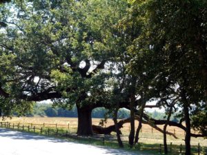 La Quercia delle Checche nominata tra gli alberi italiani dell'anno