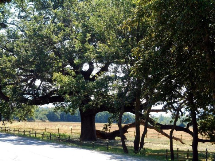 Processo Quercia delle Checche: si discute il ricorso dell'ex sindaco di Pienza