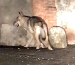 Lupo nella Piaggia delle Scimmie: &egrave; domestico e la padrona lo cerca - IL VIDEO