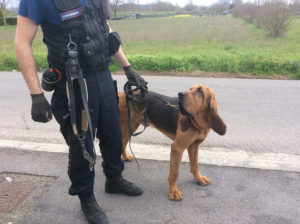Donna scomparsa a Rosia, sulle sue tracce cani molecolari, vigili del fuoco e protezione civile