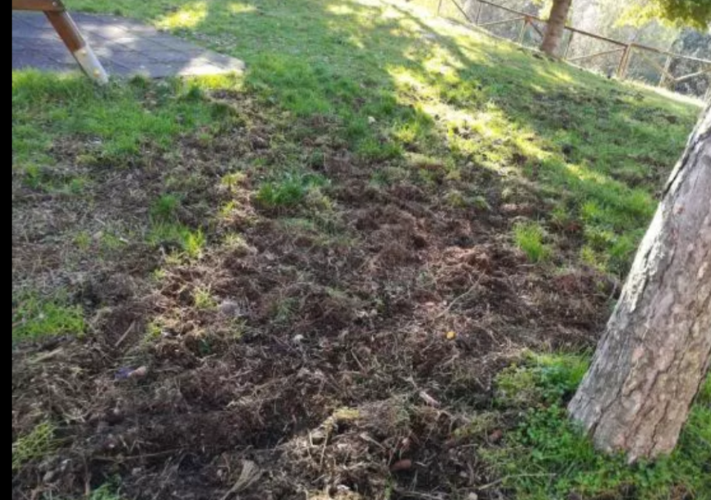 Cinghiali a spasso per Vico Alto