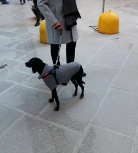 Vico Alto, autista non fa salire sul bus una signora perch&egrave; ha con lei il suo cane di piccola taglia