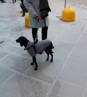 Vico Alto, autista non fa salire sul bus una signora perch&egrave; ha con lei il suo cane di piccola taglia
