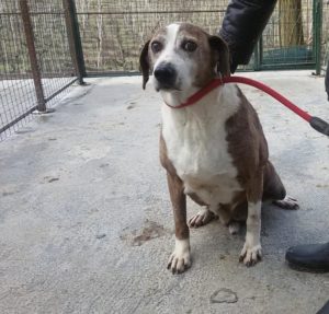 La Ripa, tutti alla ricerca di Tigre