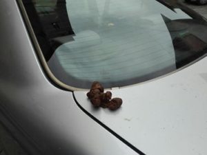 Vicolo dell'Oro, escrementi di cane sopra le macchine