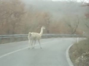 Gaiole, lama a spasso per strada blocca le macchine