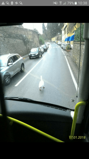 Via Fiorentina, c'&egrave; un'oca a dirigere il traffico