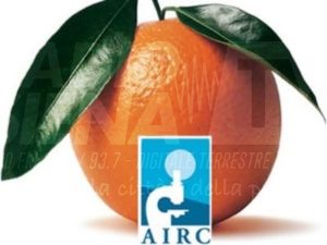 "Le arance della salute", la raccolta fondi di Airc finanzia anche le ricerche dell'Università di Siena