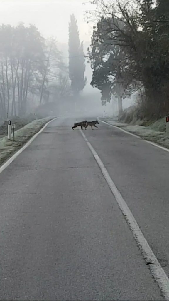 Rosia, lupi avvistati per strada vicino alla Gsk