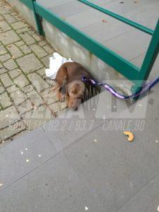 Cagnolina abbandonata davanti ad un asilo a Castelnuovo, ora si cerca un'adozione