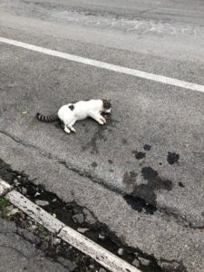 Gatto muore avvelenato da un'esca a San Prospero