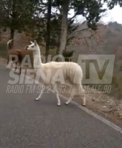 Gaiole, i lama continuano a vagabondare per le strade - VIDEO