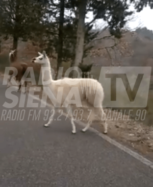 Gaiole, i lama continuano a vagabondare per le strade - VIDEO