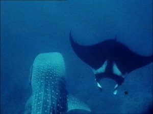 Microplastiche, una ricerca dell'Universit&agrave; di Siena lancia l'allarme anche per gli oceani incontaminati