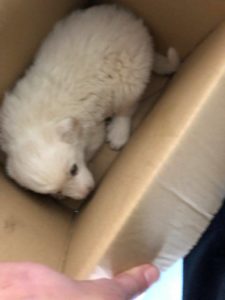 Abbandona cuccioli davanti a Confesercenti e Coop. Rischia la denuncia