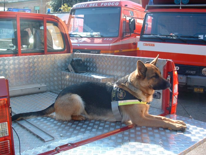Siena piange Kira, l'eroico vigile del fuoco a quattro zampe