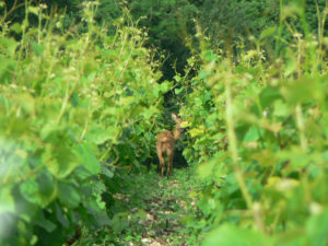 I caprioli flagellano i vigneti, l'allarme dell'Unione Provinciale Agricoltori Siena