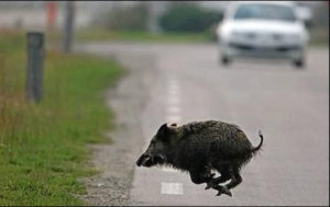 Cinghiale muore in un incidente stradale