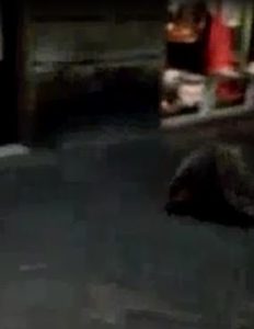 Un istrice (vero) a corsa per via Camollia - IL VIDEO