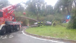 Viale Bracci, crolla un pino per strada
