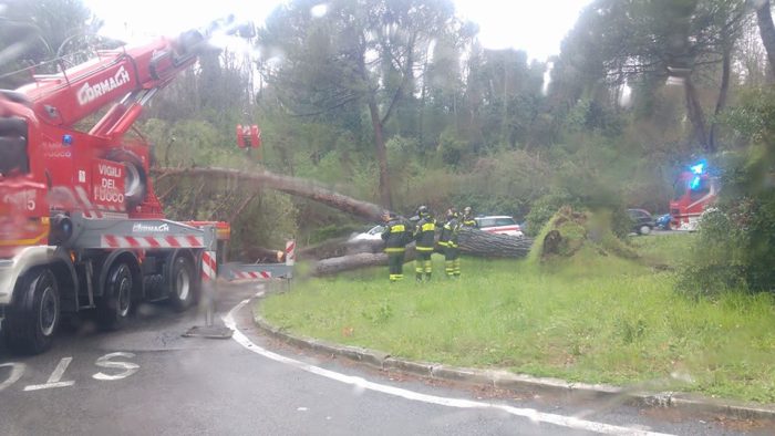 Messa in sicurezza di viale Bracci a Siena, saranno abbattuti sei pini