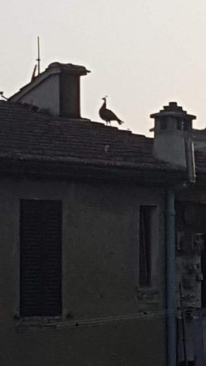 Due pavoni a zonzo sui tetti di Siena