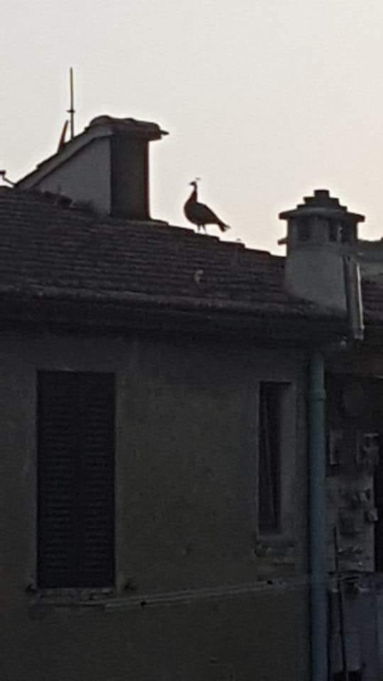 Due pavoni a zonzo sui tetti di Siena