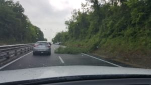 Autopalio, albero cade in strada e provoca un incidente