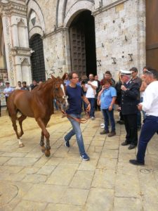 Sono 35 i cavalli ammessi alla Tratta