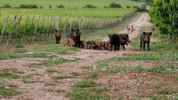 Upa Siena: "Ungulati e rischio idraulico, nelle riserve naturali gli agricoltori di serie B"
