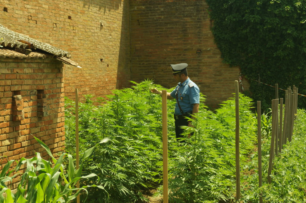 Coltiva un orto di marijuana, arrestato 57enne di Montepulciano