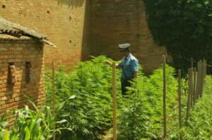 Coltiva un orto di marijuana, arrestato 57enne di Montepulciano