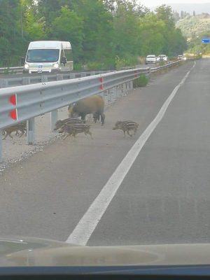 Siena Nord, cinghiali a spasso sulla strada all'ingresso dell'Autopalio