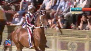 Provaccia (Istrice) 02-07-2018